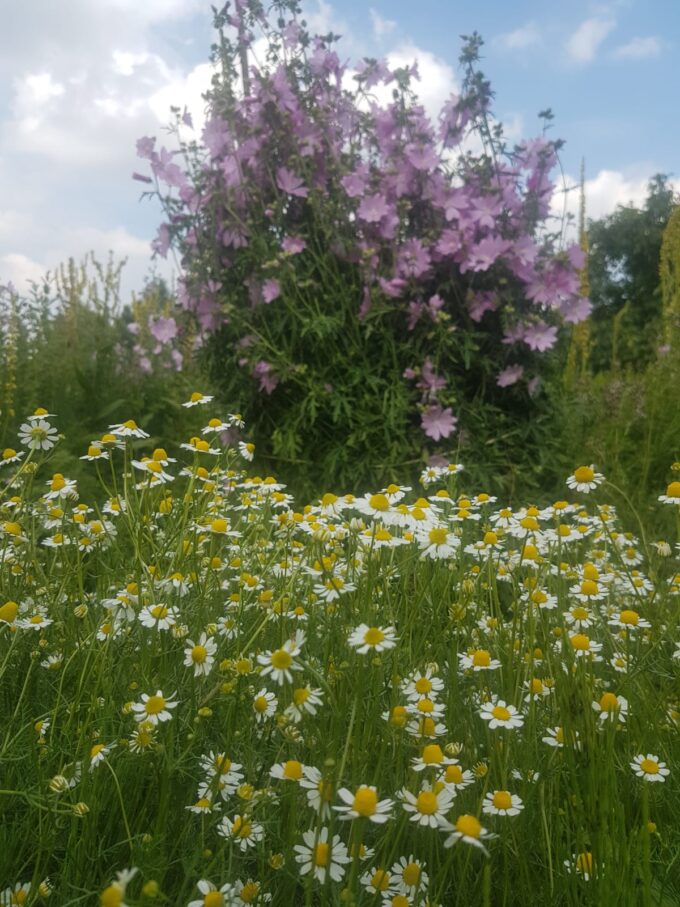 Tuinwandeling en proeverij Zondag 10 Augustus 2025